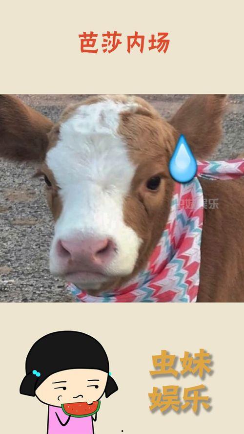 娱乐吃瓜君的抖音