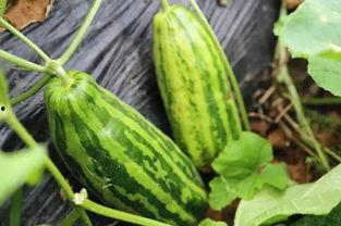 吃瓜群众指什么瓜,网络时代的围观力量